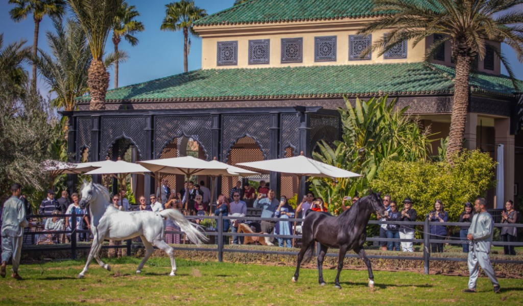 Sport hotel in focus: see the Arabian horses at Selman Marrakech